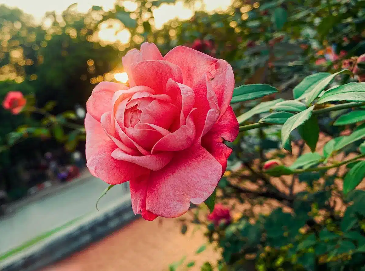 Comment prévenir et traiter les feuilles jaunes du laurier-rose : guide complet